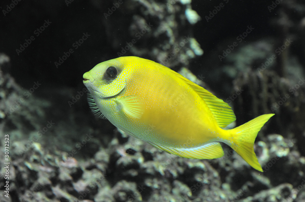 Coral rabbitfish Coral rabbitfish