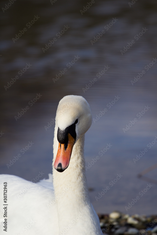 Obraz premium swan