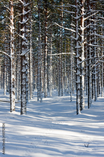 winter forest