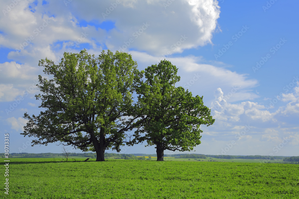 The oak in the field. The oak in the field.