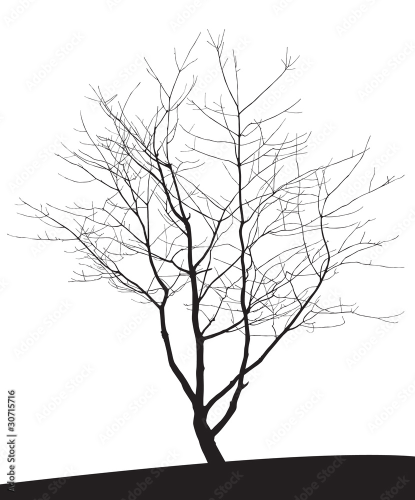 Obraz premium tree silhouette