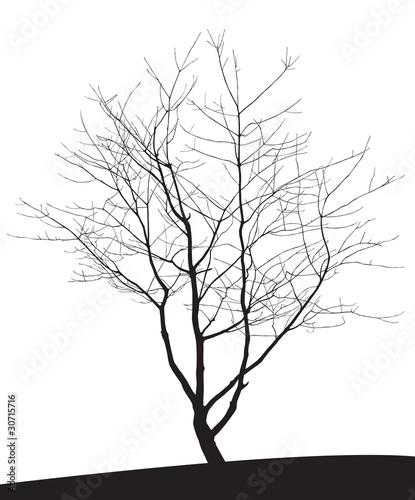 tree silhouette
