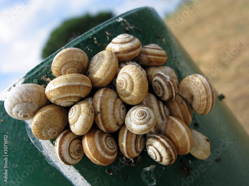 Land snails