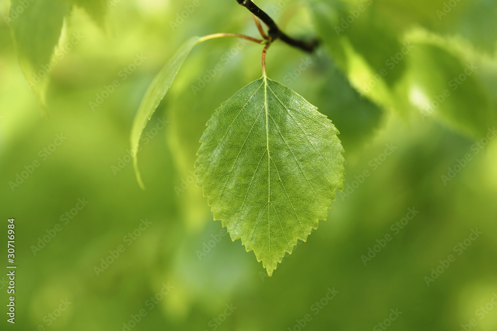 Obraz premium Birch leaf