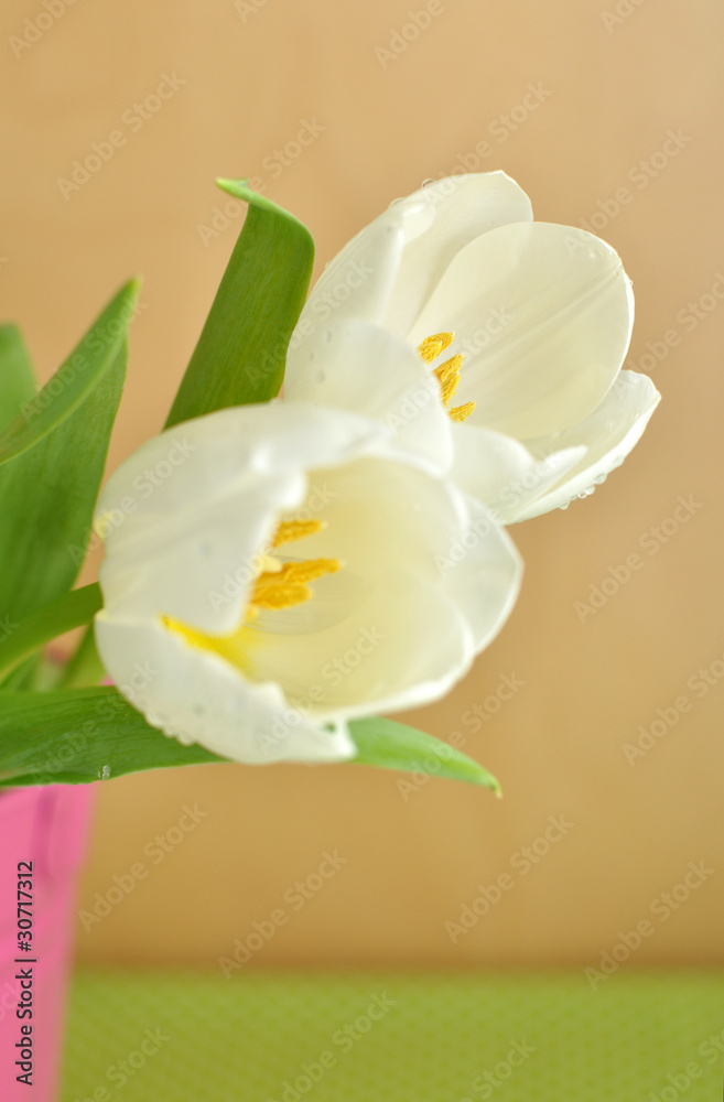 Obraz premium Tulips in a Bucket