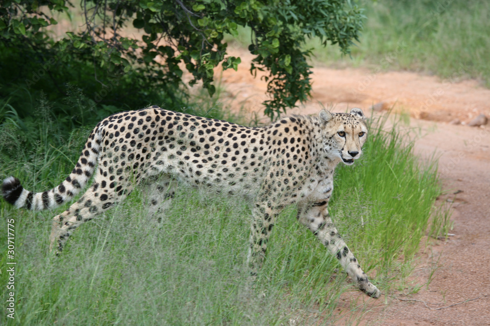 Fototapeta premium guépard afrique du sur 44