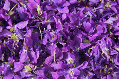 tapis de fleurs de violette