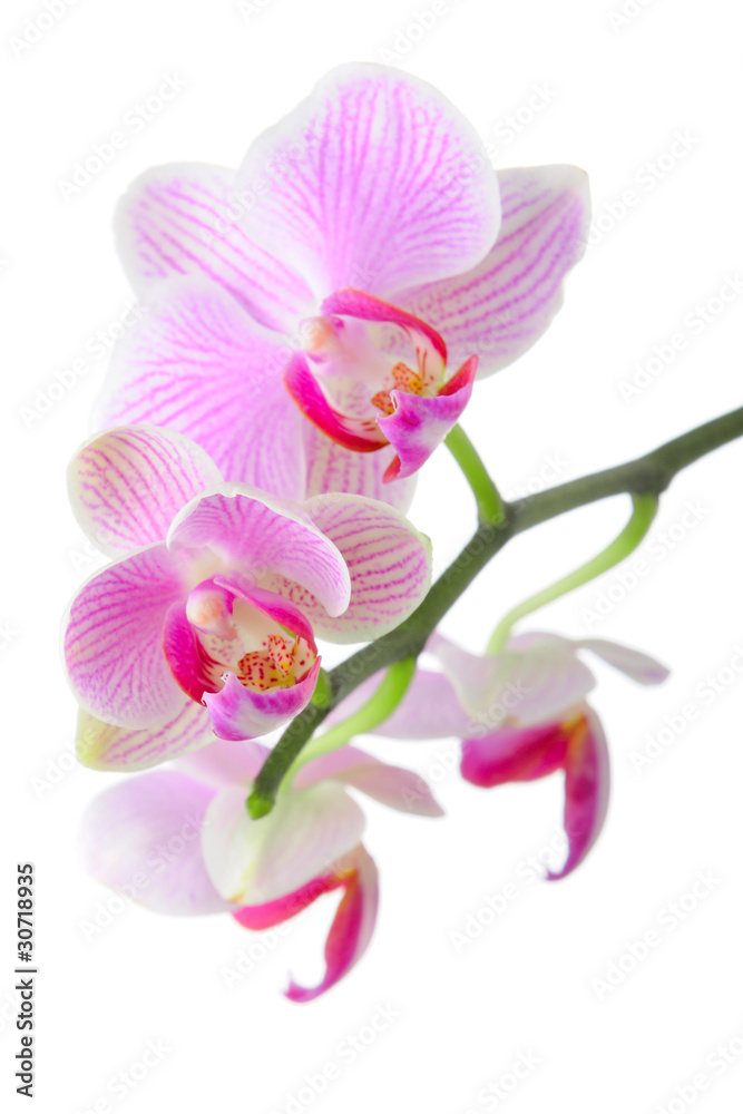 Obraz premium Orchid