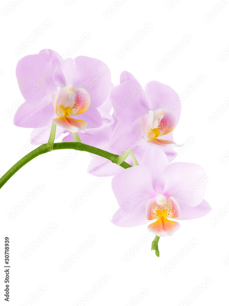 Obraz premium green leaves