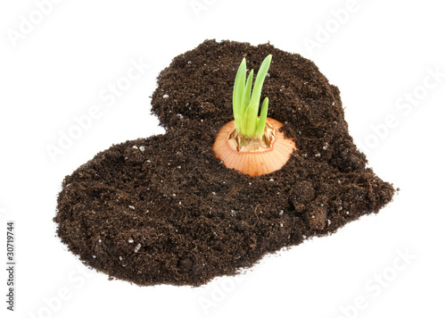 Growing onion in heart shaped soil