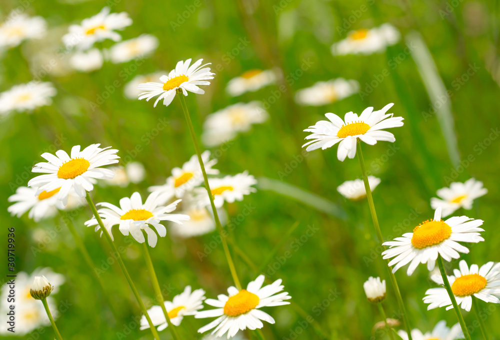 White and yellow daisies