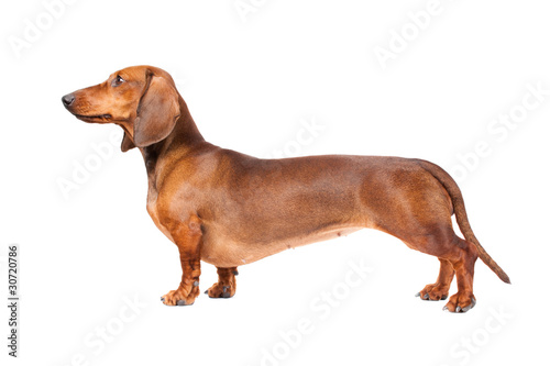 Dachshund Dog isolated over white background