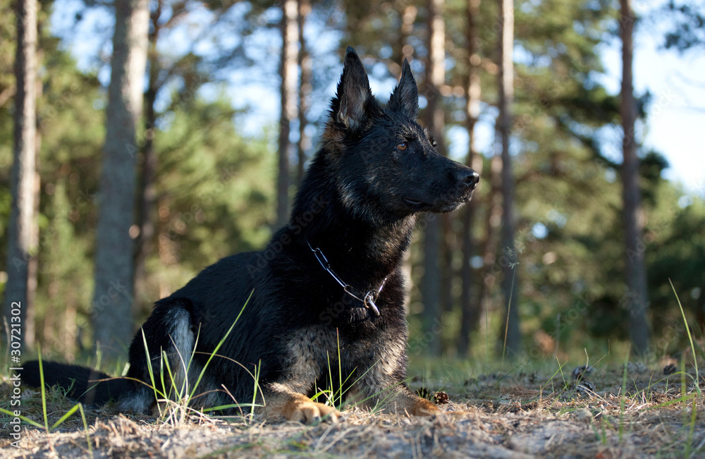 black German Shepherd laying on the green grass black German Shepherd laying on the green grass