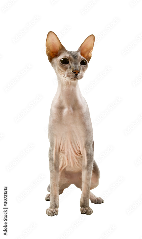 cat sphynx isolated on a white background