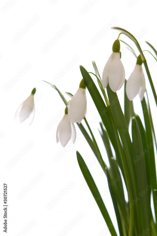 Fototapeta premium frühlingsblumen