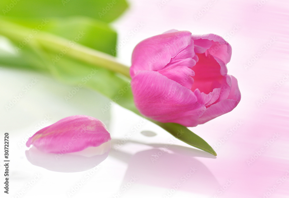 Obraz premium tulip