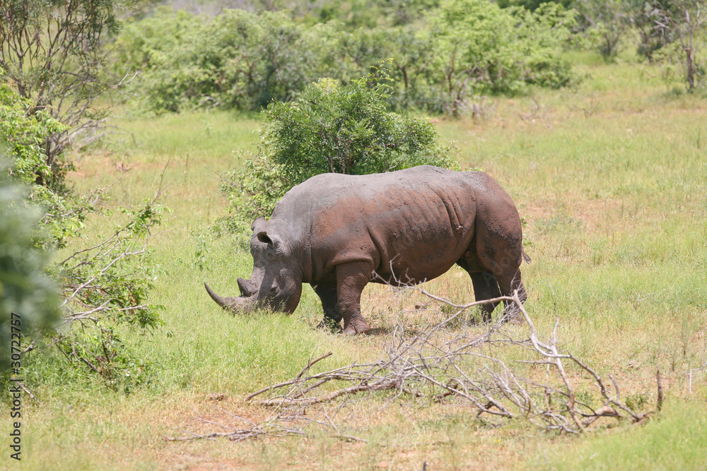 Fototapeta premium rhinocéros blanc kruger 6