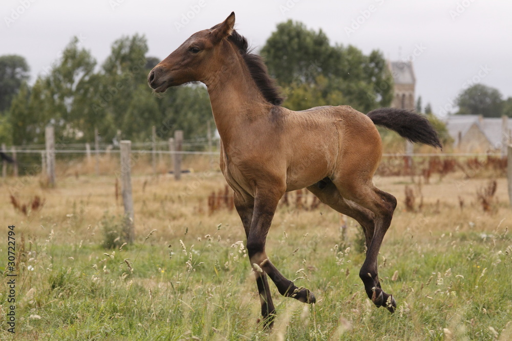 poulain au pré