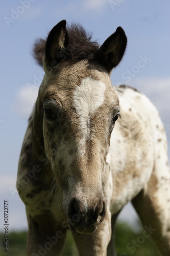 portrait poulain-6