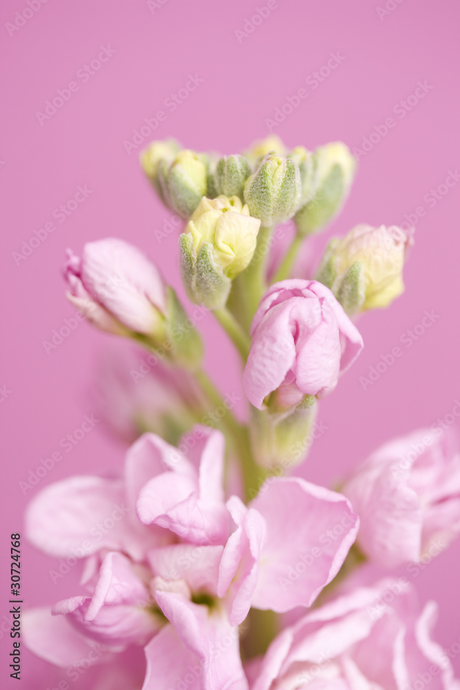 Fototapeta premium ストックの花