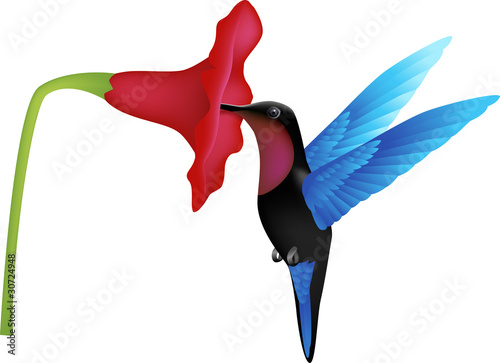 hummingbird vector photo