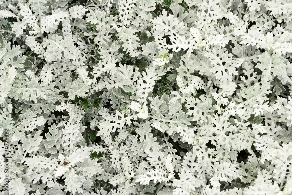 Natural texture Natural texture