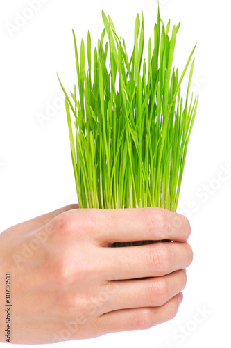 Fresh green grass in the hand on white background