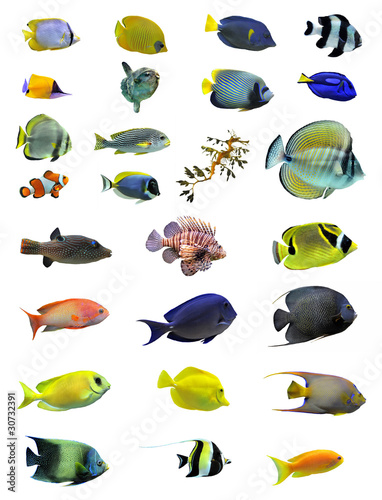 groupe de poissons coralliens