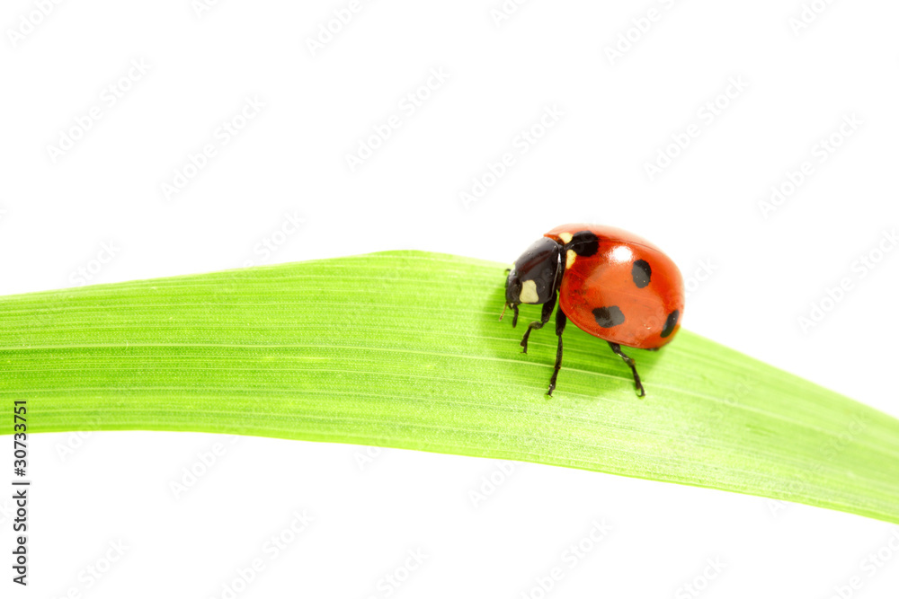 Fototapeta premium ladybug on grass