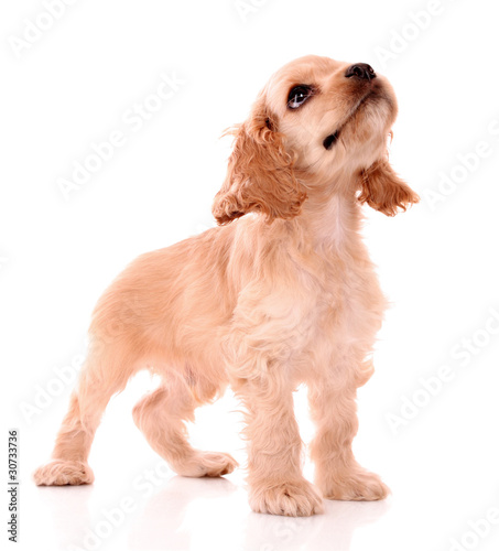 Obraz na płótnie Puppy cocker spaniel on a white background