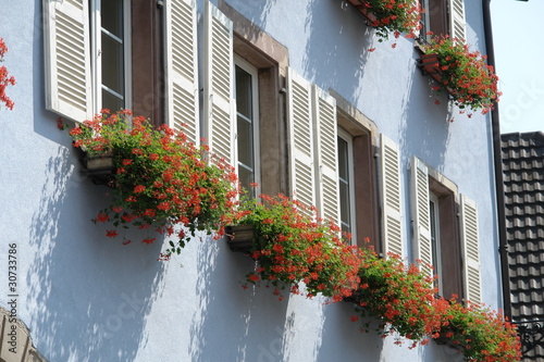 finestre fiorite photo