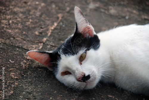 Canvas-taulu Suffering cat