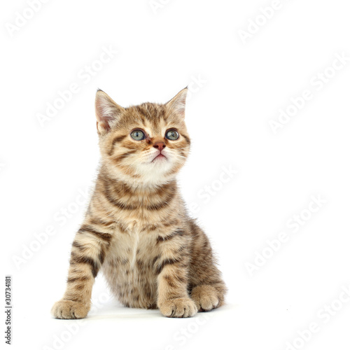 Fototapeta Naklejka Na Ścianę i Meble -  isolated cat