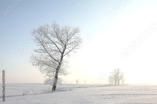Frosty winter tree in the field on a cloudless morning