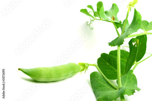 isolated peas