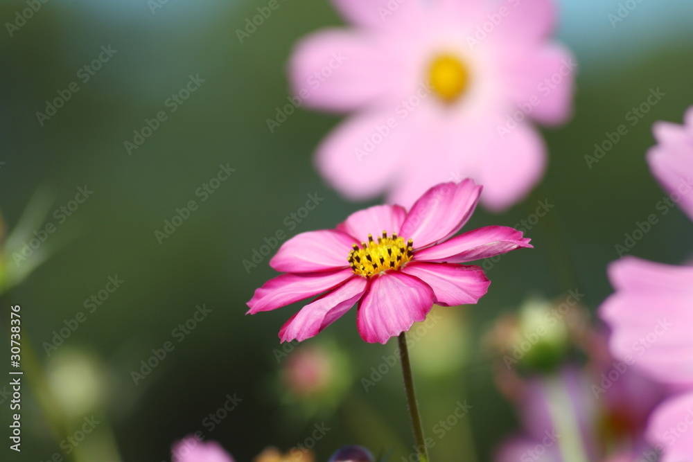 Fototapeta premium コスモス