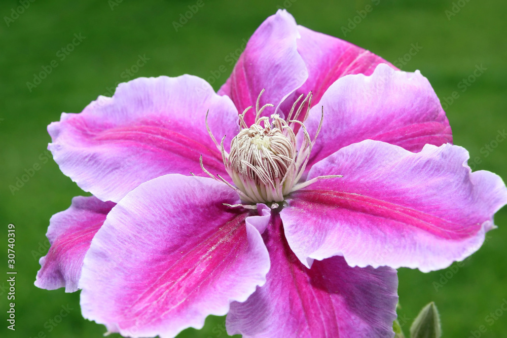clematis flower with green grass background clematis flower with green grass background