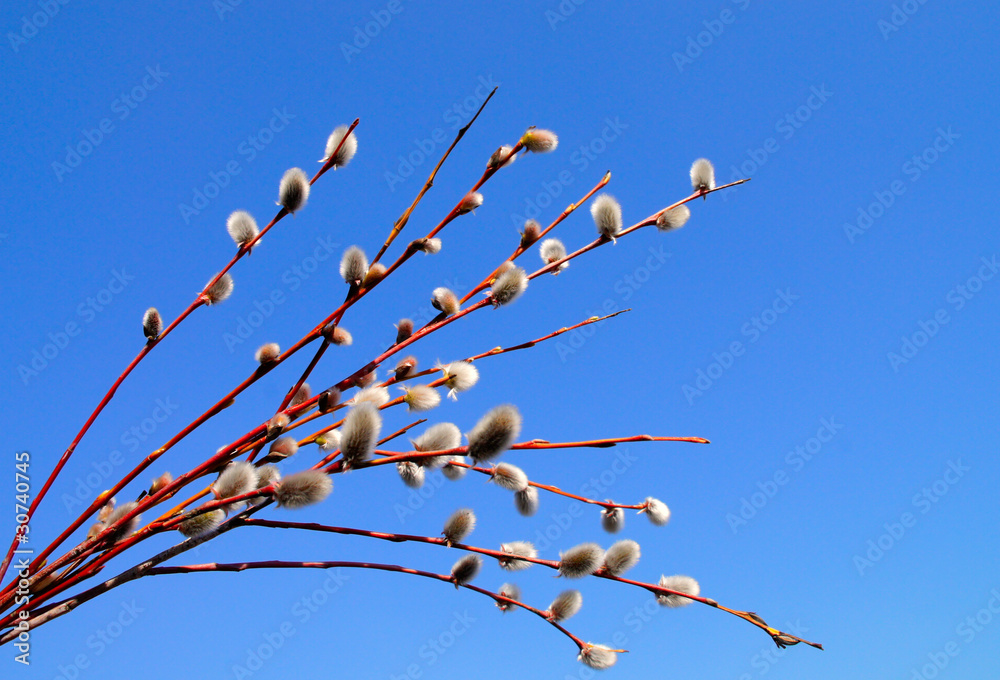 Willow branches against blue sky Willow branches against blue sky