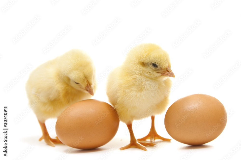 chikens with eggs chikens with eggs