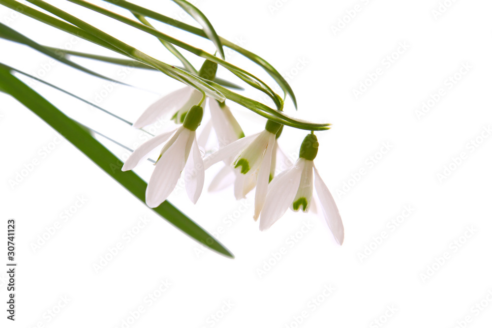 frühlingsblumen frühlingsblumen