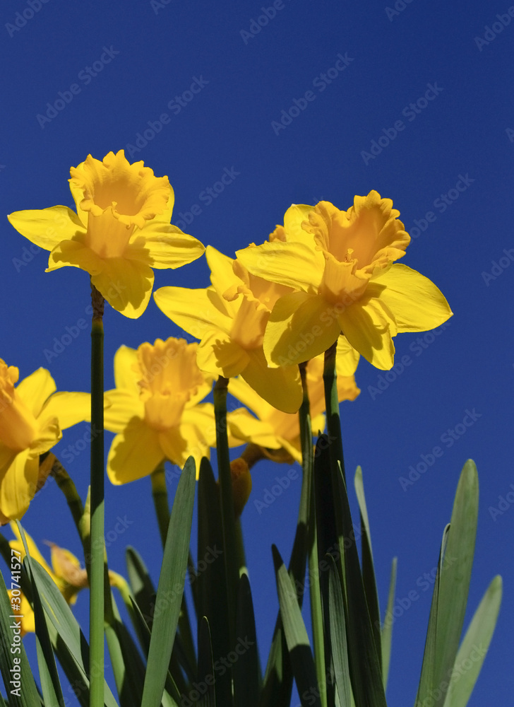 Fototapeta premium Daffodils