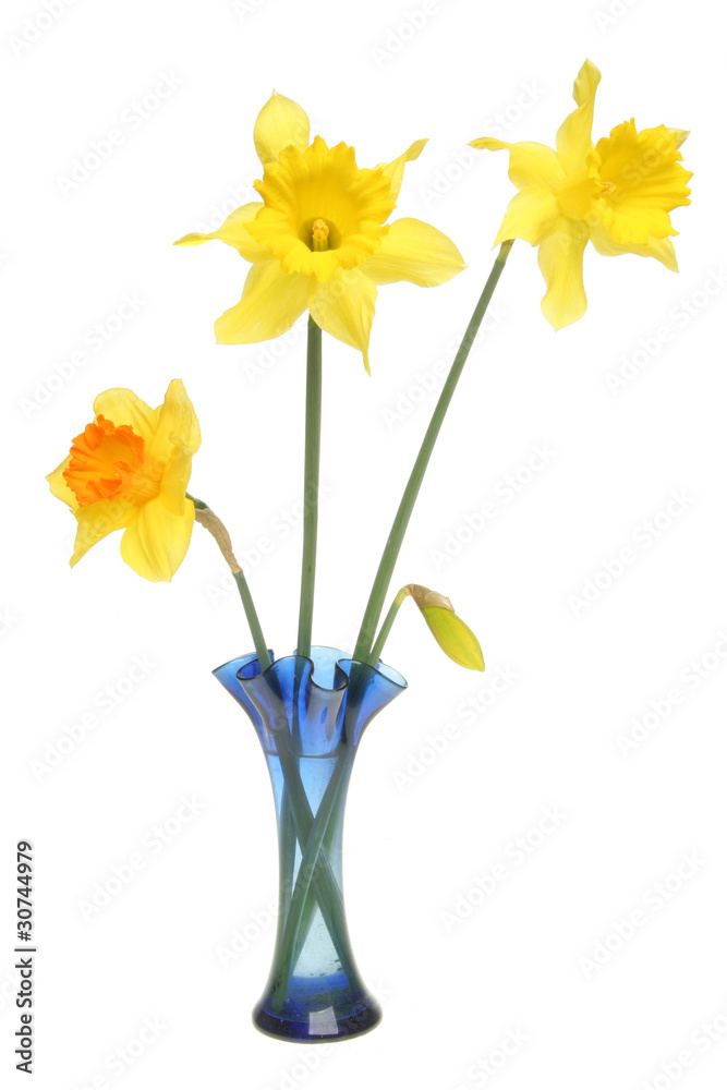 Daffodils in a blue vase