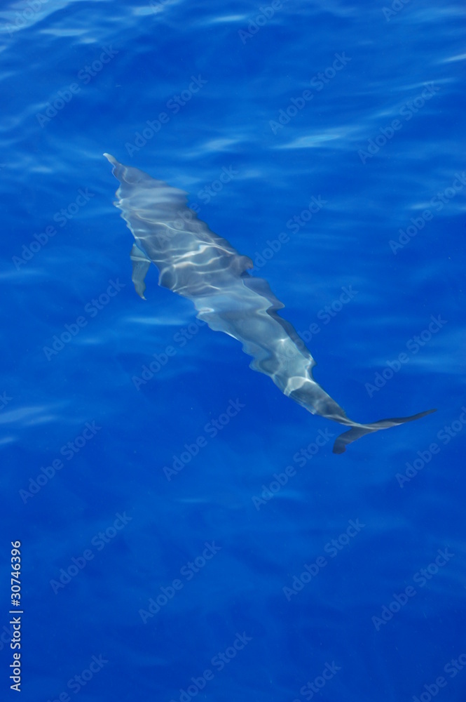 Fototapeta premium Dauphin