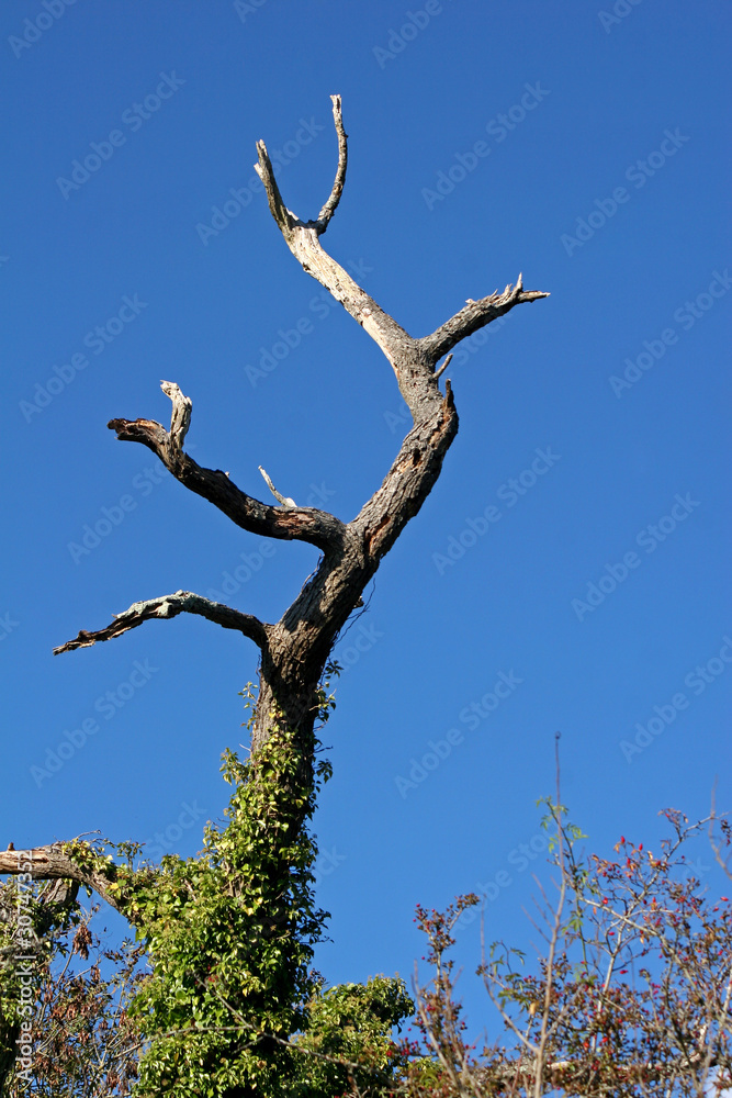 dead tree and blue sky