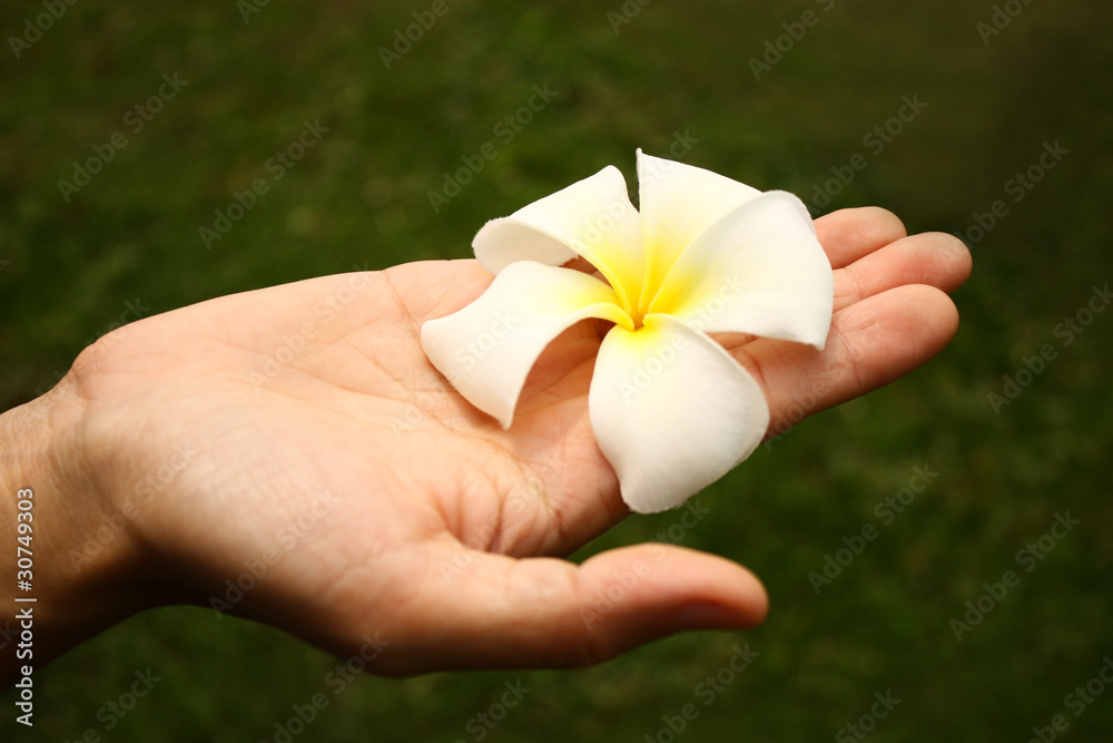 White plumeria (frangipani) on hand
