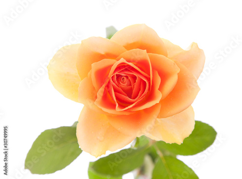 wet orange rose