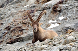 Old male ibex
