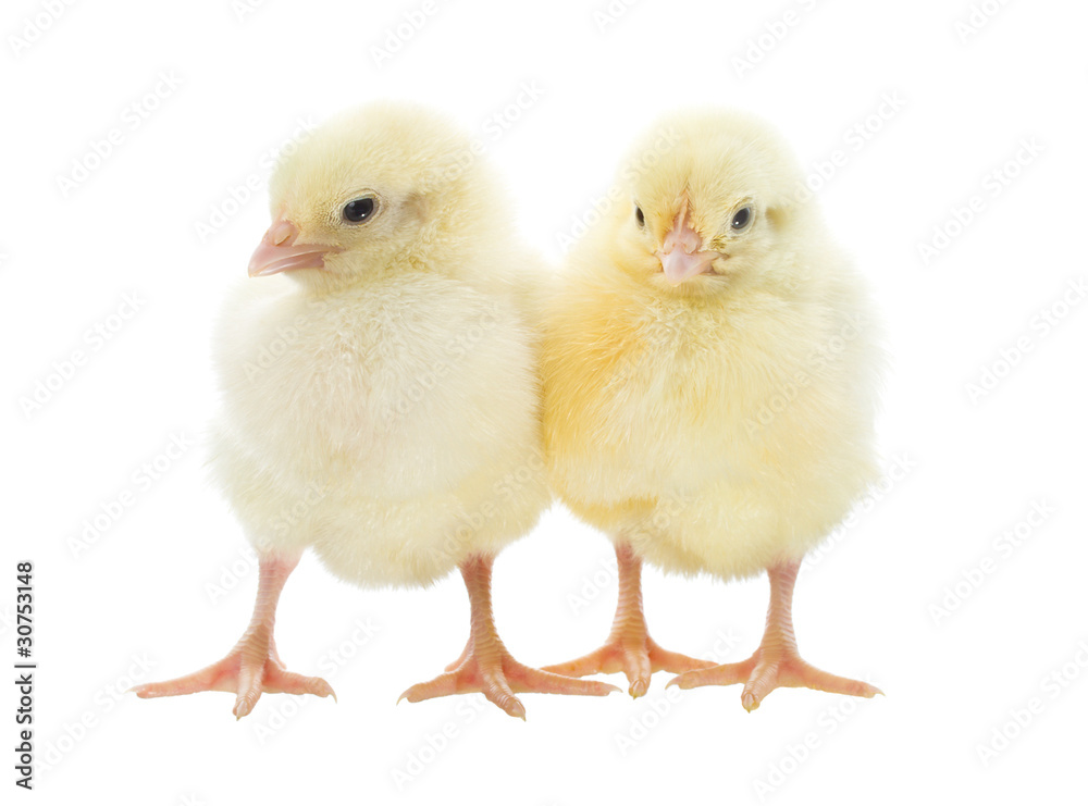 two chicks