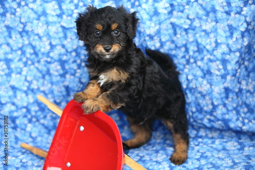Fototapeta Naklejka Na Ścianę i Meble -  Pomapoo Designer Puppy Standing on Wheelbarrow