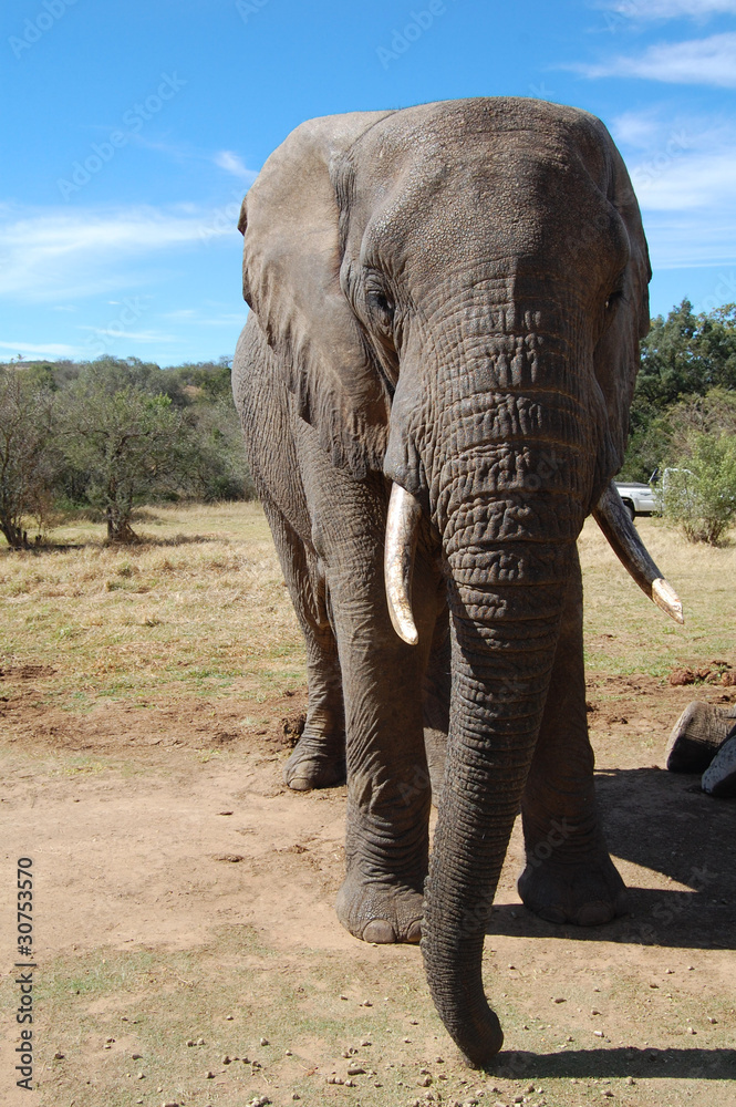 Fototapeta premium elephant in africa